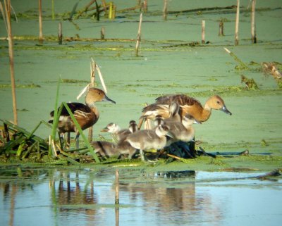 Fulvous Whistling Ducks