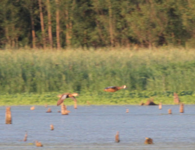 Blue-winged Teal