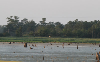 Least Bittern