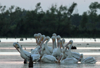 American White Pelicans