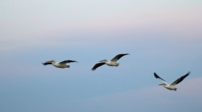 American White Pelicans