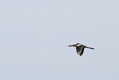 Anhinga