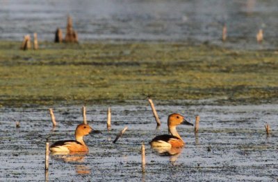 Fulvous Whistling-Ducks