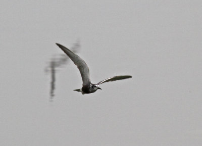 Black Tern