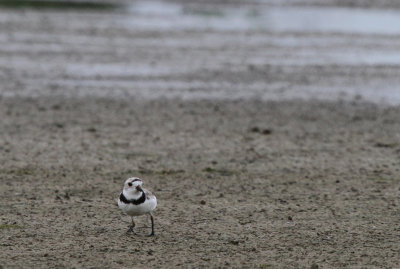 Piping Plover