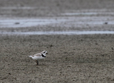 Piping Plover