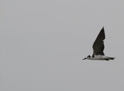 Black Tern