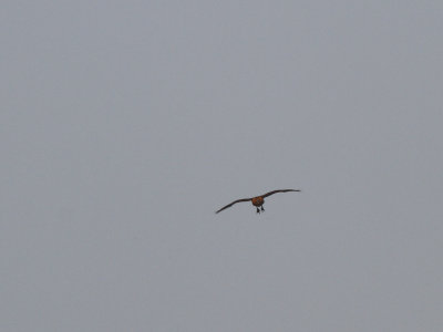 Fulvous Whistling-Duck