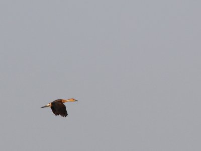 Fulvous Whistling-Duck