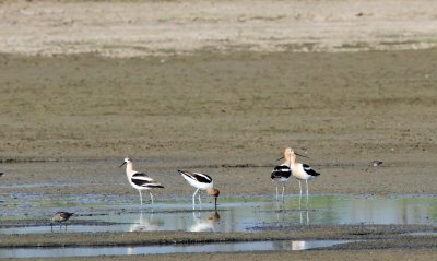 American Avocet