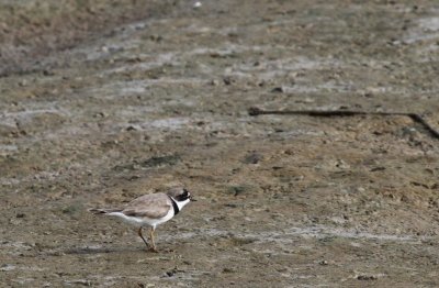 Semipalmated Plover