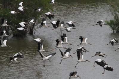 Wood Storks