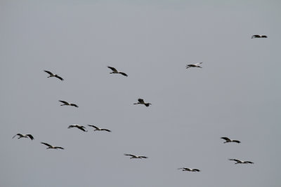 Wood Storks