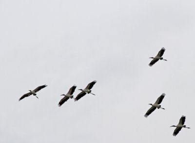 Wood Storks