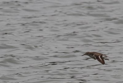 Spotted Sandpiper