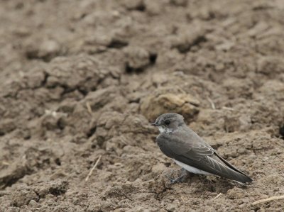 Bank Swallow