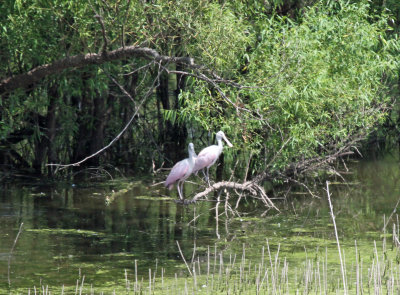 Roseate Spoonbills