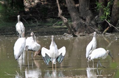 Wood Storks