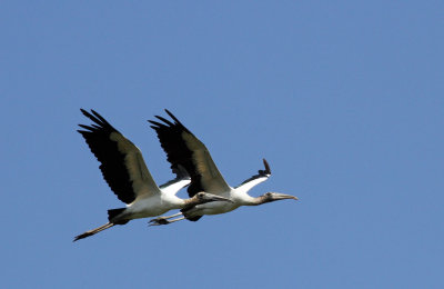 Wood Storks