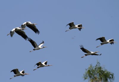 Wood Storks