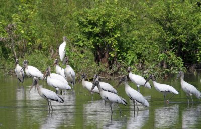 Wood Storks