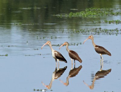 White Ibis