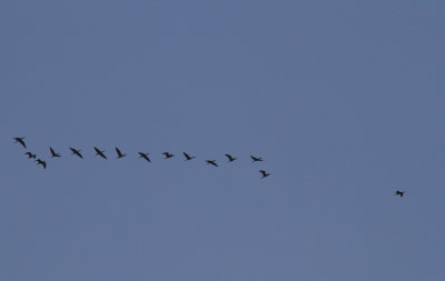 Plegadis Ibis