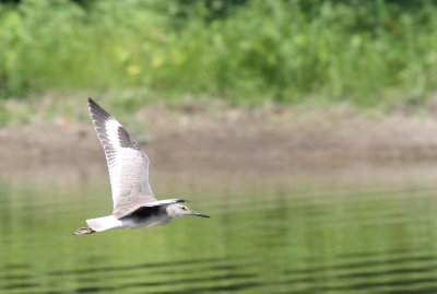 Willet