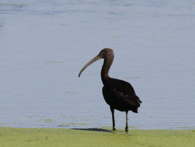 Glossy Ibis