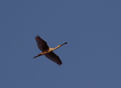 Roseate Spoonbill