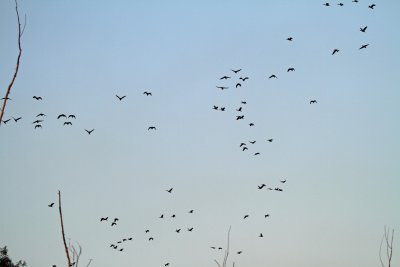 Whistling-Ducks