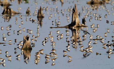 Shorebirds