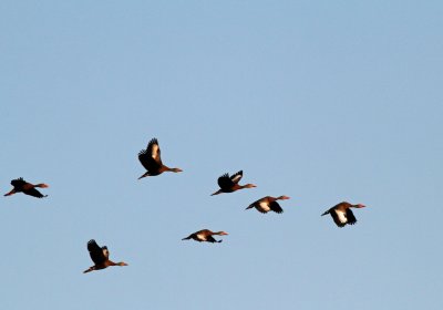 Black-bellied Whistling-Ducks