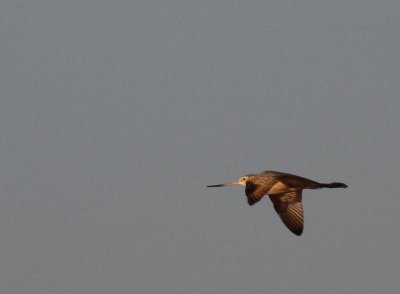 Marbled Godwit