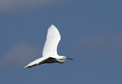 Snowy Egret