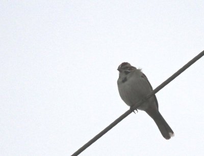 Lark Sparrow