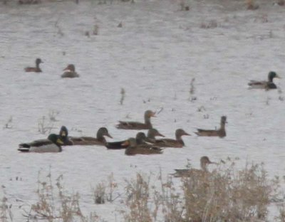American Black Duck