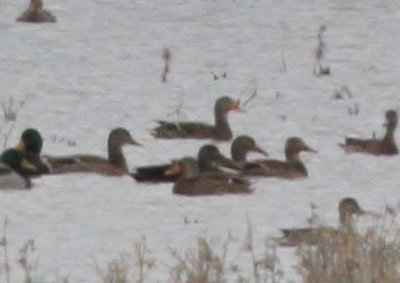 American Black Duck