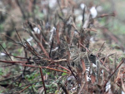 Vesper Sparrow