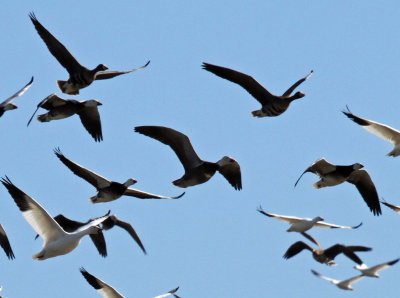 Ross's Goose- Dark Morph