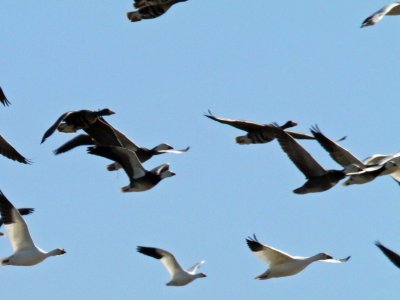 Ross's Goose- Dark morph
