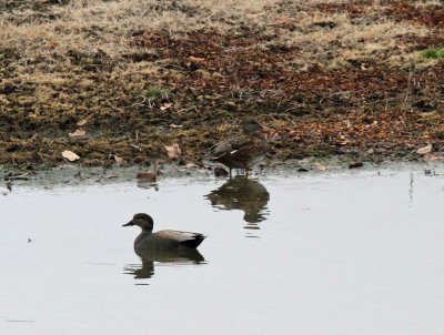 Gadwall