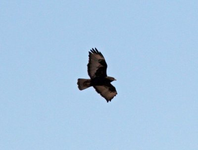 Red-tailed Hawk