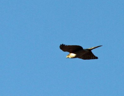 Cooper's Hawk