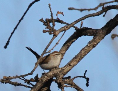 Bewick's Wren