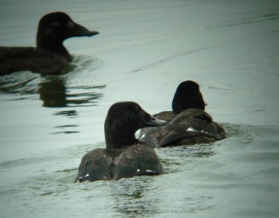 White-winged Scoters