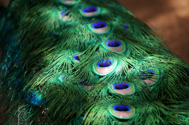 Peacock Colors