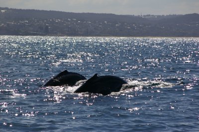 Whales outside Sydney Harbour