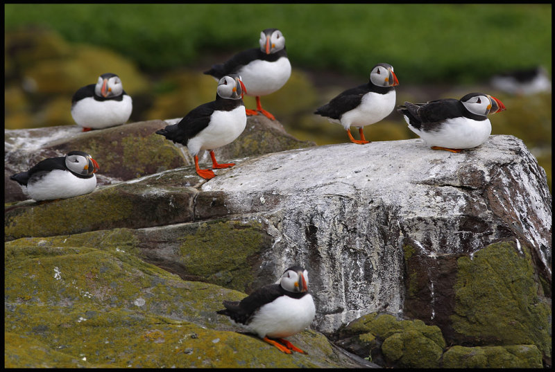 Puffins resting at Inner Farne Island