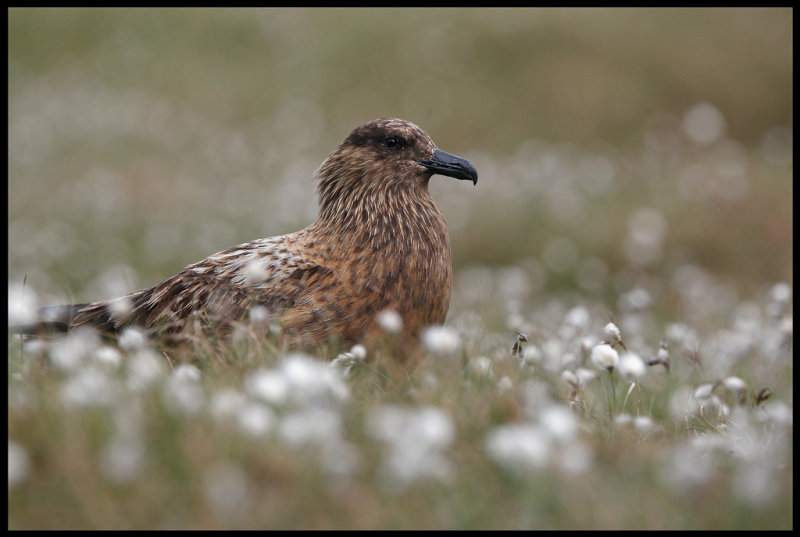 Great Skua at Hermaness - Unst